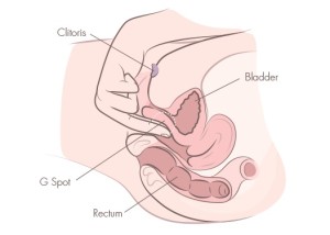 g-spot-masturbation-cross-section